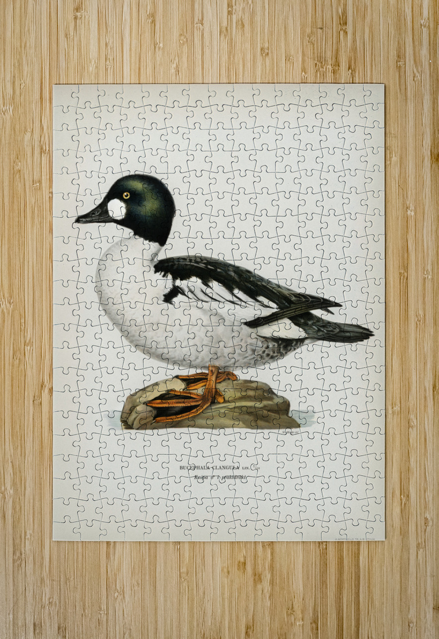 Lesser blak-backed gull Larus fuscus IStockHistory com Puzzle printing
