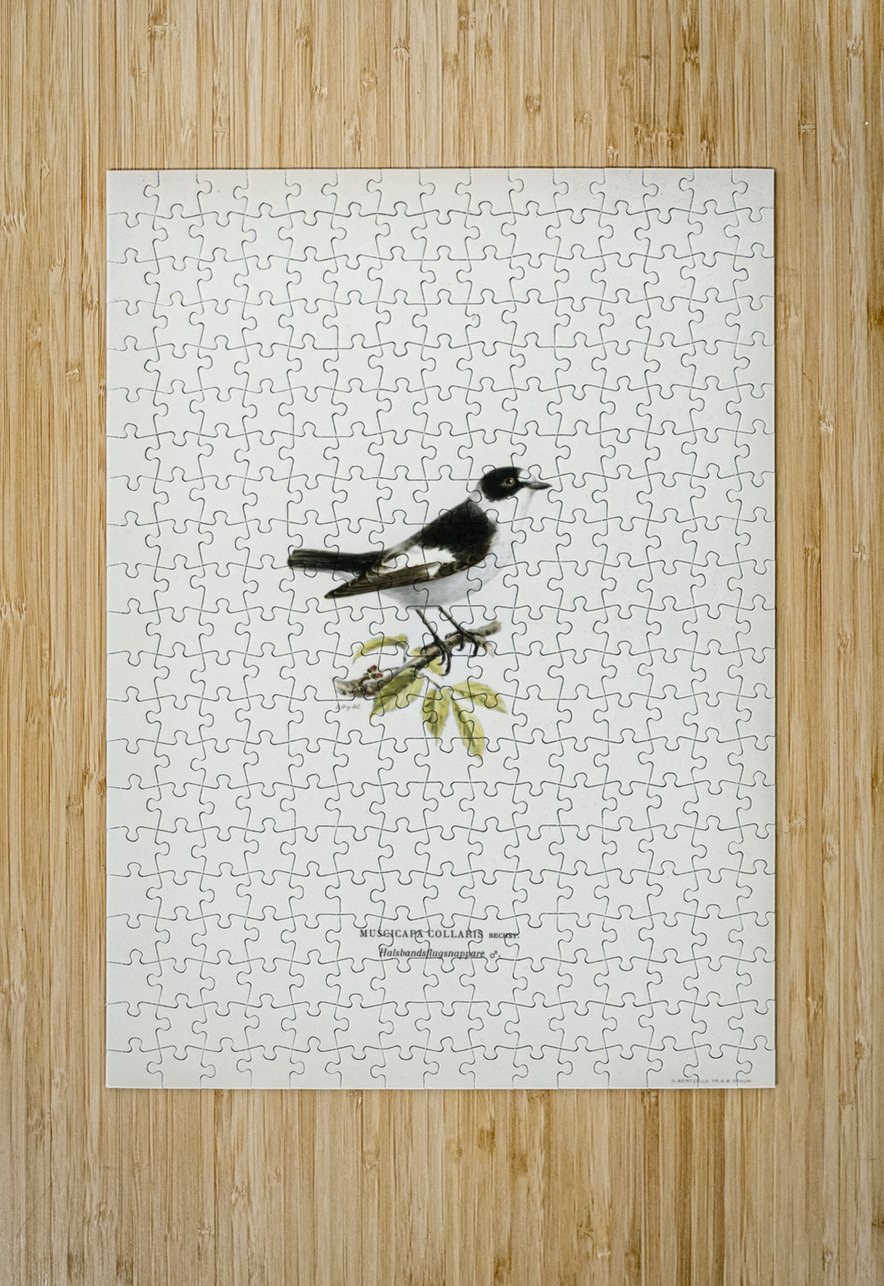 Collared flycatcher Muscicapa collaris IStockHistory com Puzzle printing