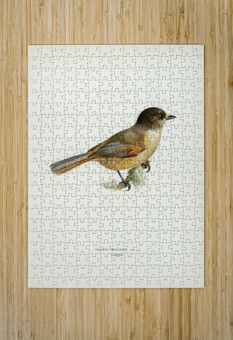 Siberian Jay Perisoreus infaustus IStockHistory com Puzzle printing