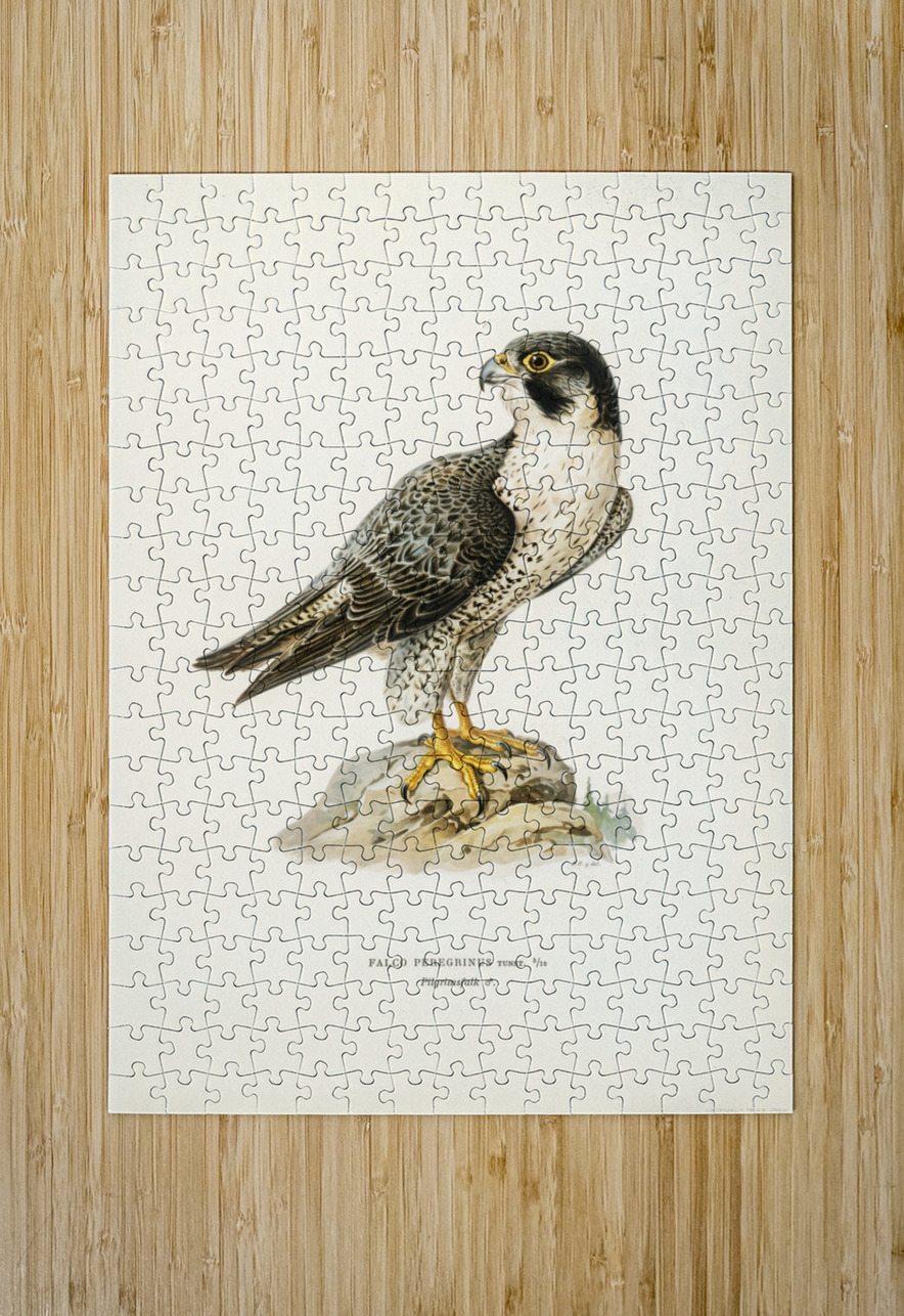 Peregrine Falcon Falco peregrinus IStockHistory com Puzzle printing