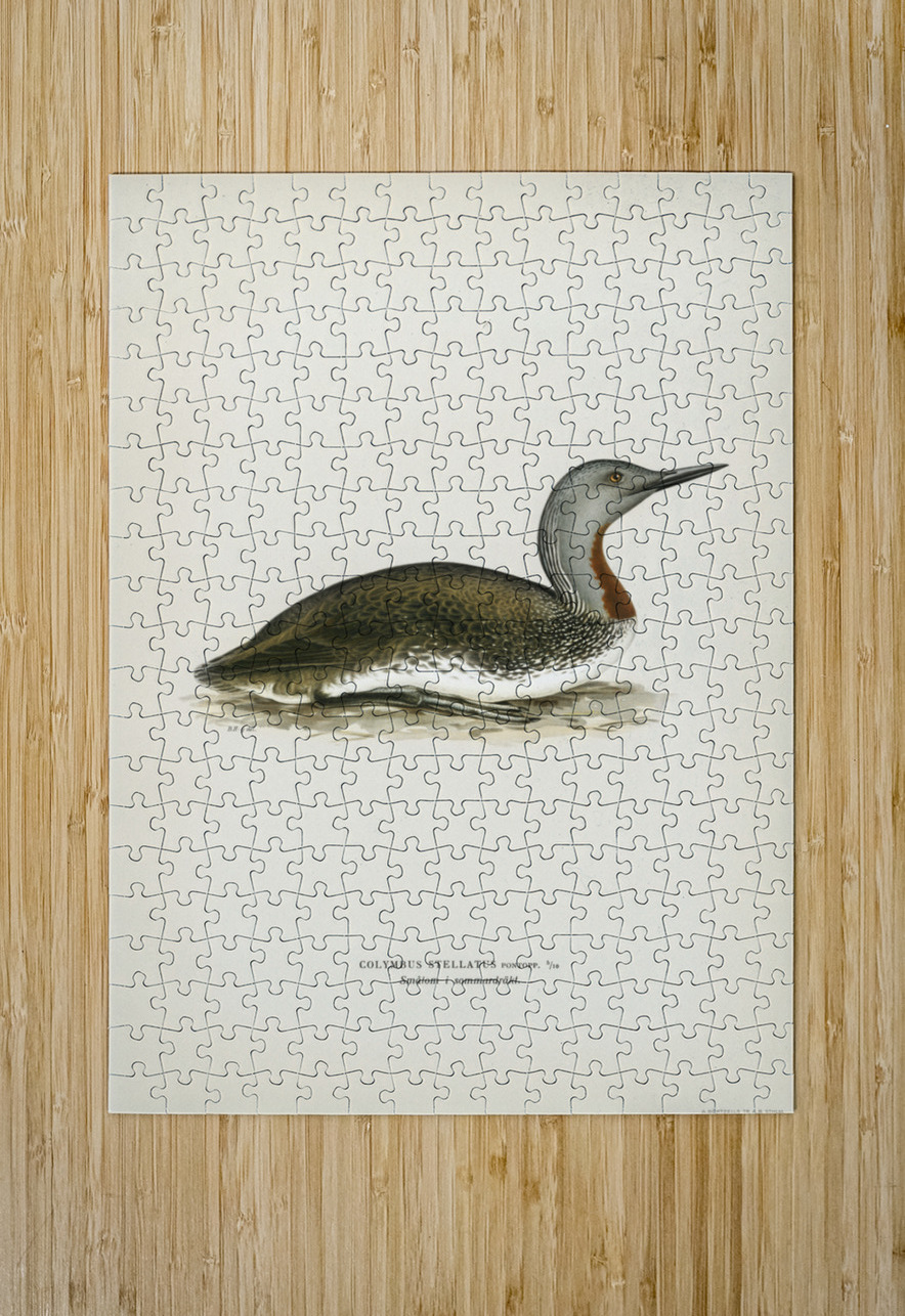 Red-throated loon Colymbus Stellatus IStockHistory com Puzzle printing