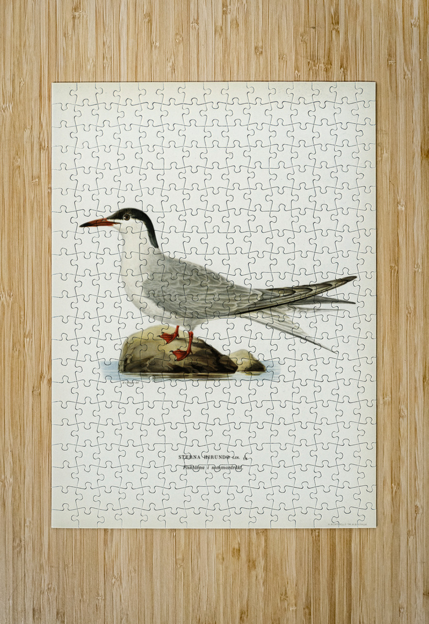Common tern STERNA HIRUNDO IStockHistory com Puzzle printing