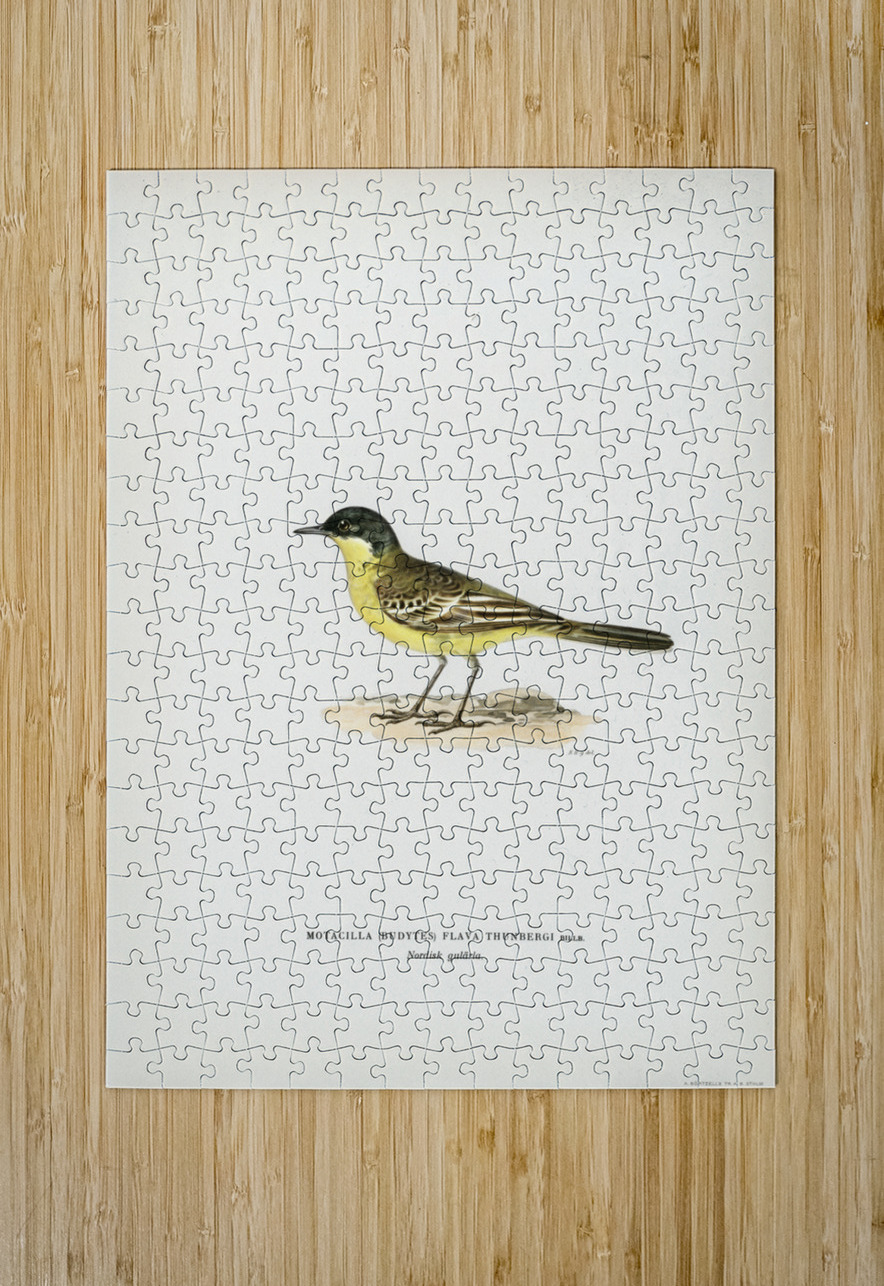 Grey-headed Wagtail MOTACILLA BUDYTES FLAVA THUNBERGI IStockHistory com Puzzle printing