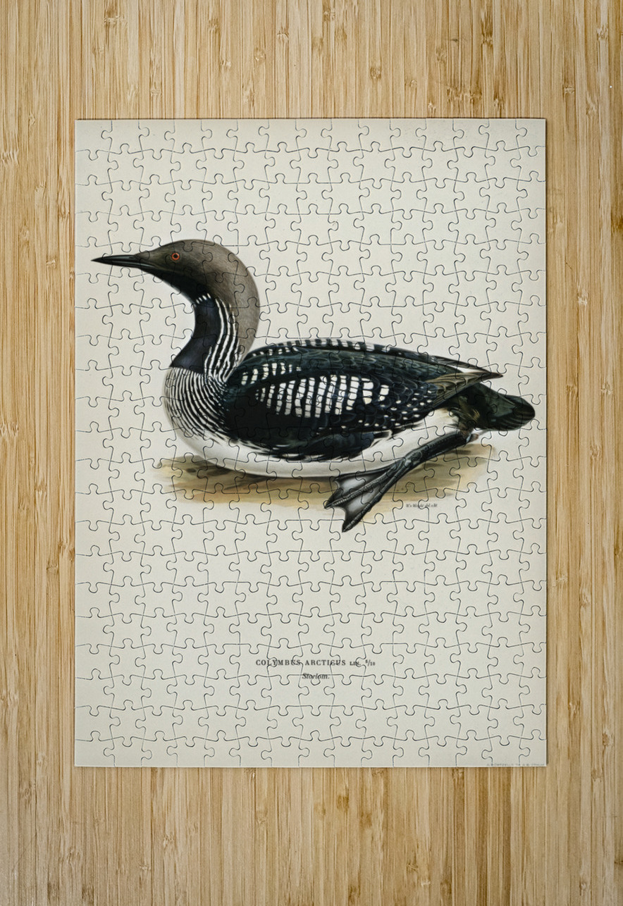 Black-throated loon Colymbus Arcticus IStockHistory com Puzzle printing