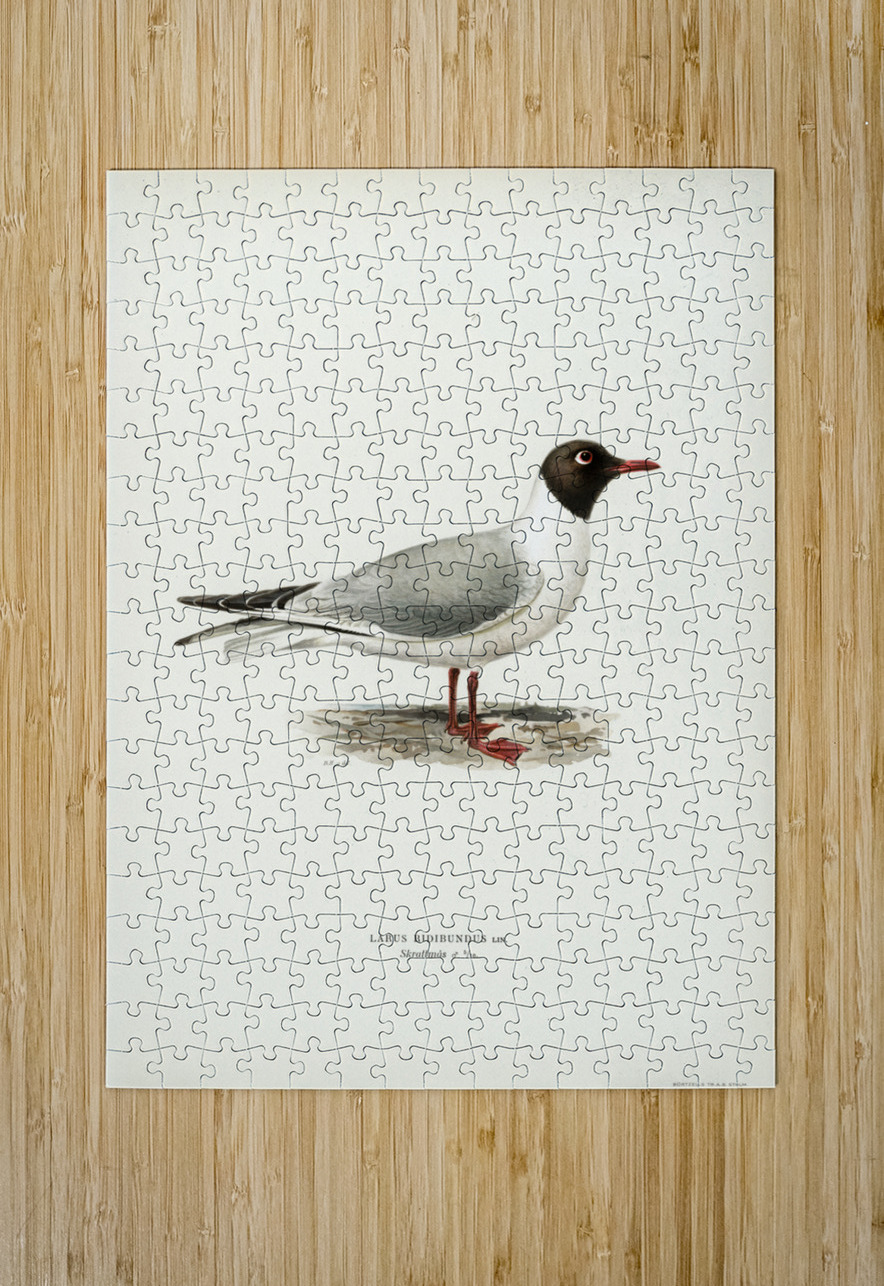 Black-headed gull ♂ Larus ridibundus IStockHistory com Puzzle printing