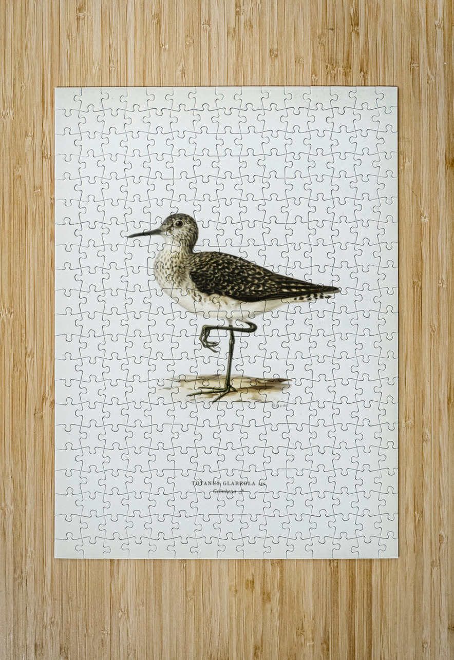 Wood Sandpiper Totanus Glareola IStockHistory com Puzzle printing