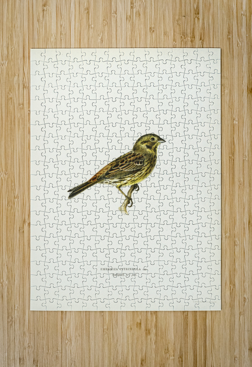 Yellowhammer female Emberiza citrinella IStockHistory com Puzzle printing