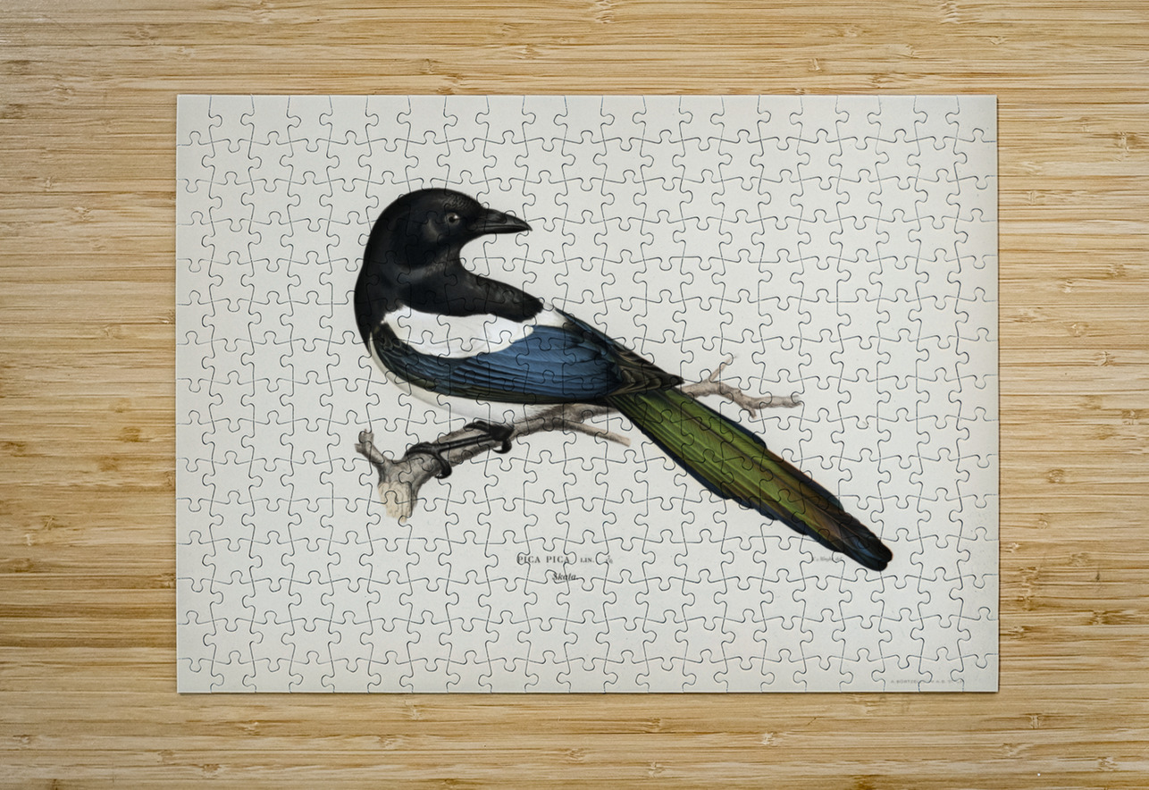 Eurasian magpie PICA PICA IStockHistory com Puzzle printing