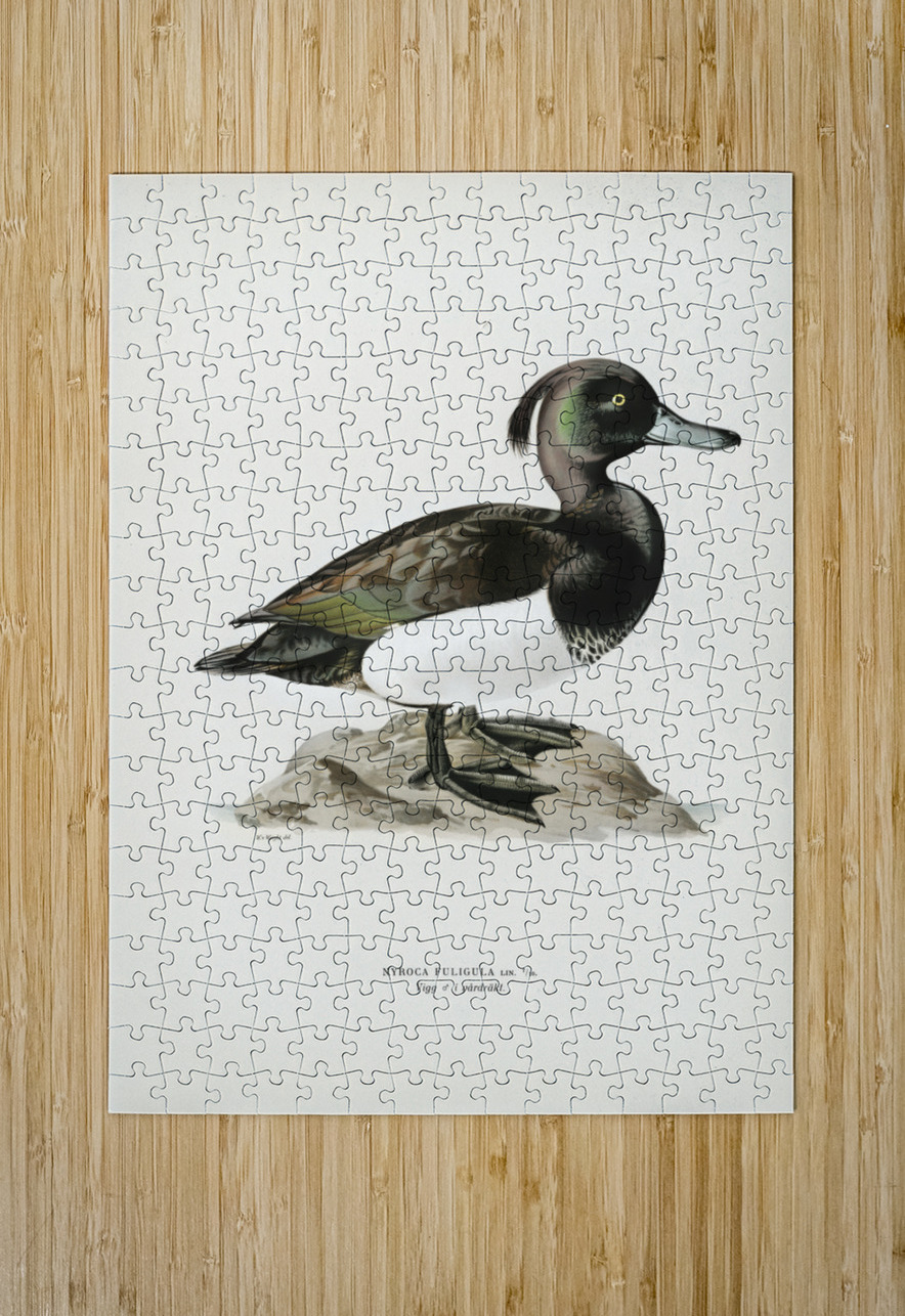 Ferruginous duck male Nyroca fuligule IStockHistory com Puzzle printing