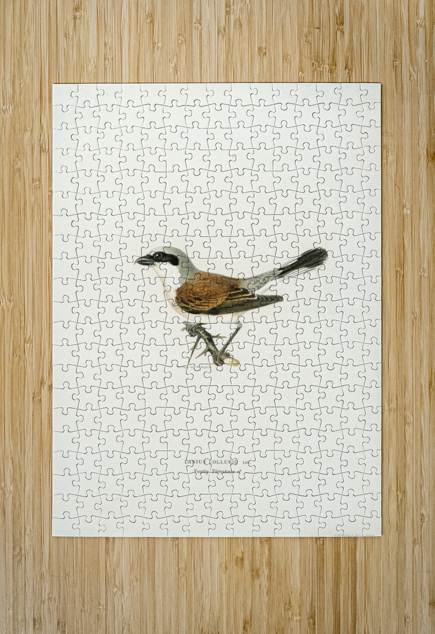 Red-backed Shrike male Lanius collurio IStockHistory com Puzzle printing