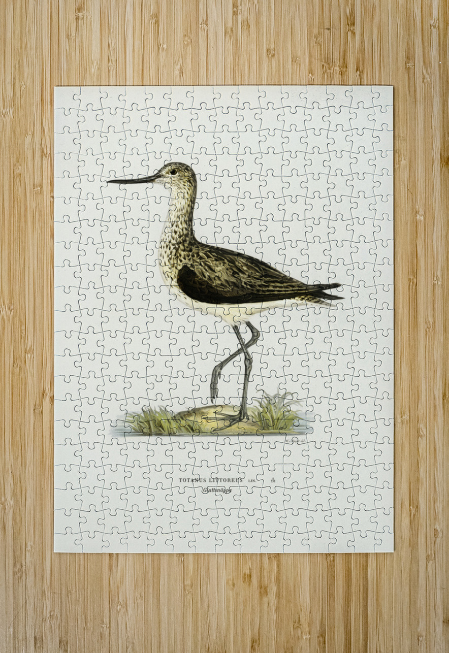 Greenshank Totanus Littoreus IStockHistory com Puzzle printing