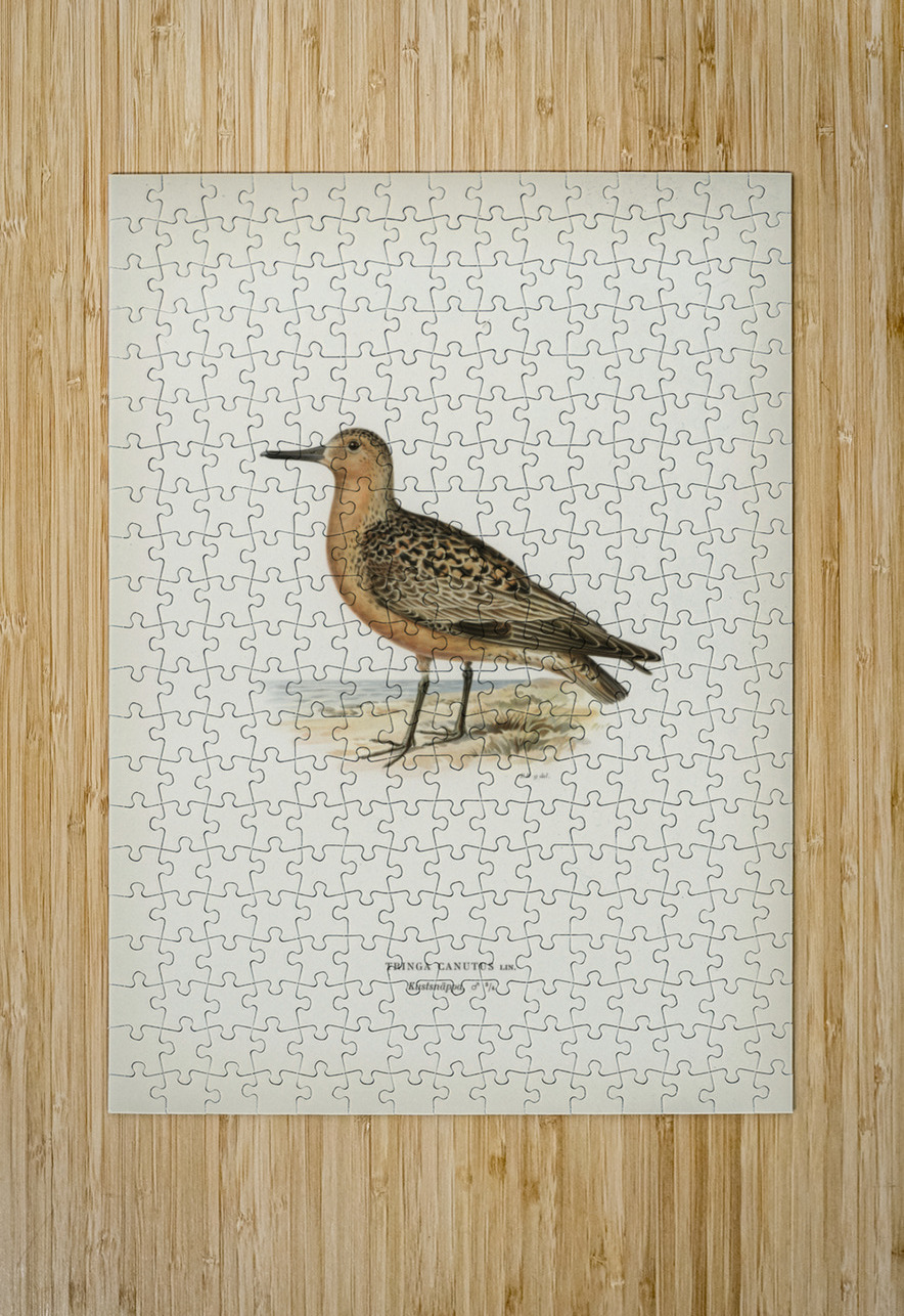 Red Knot ♂ Tringa Canutus IStockHistory com Puzzle printing