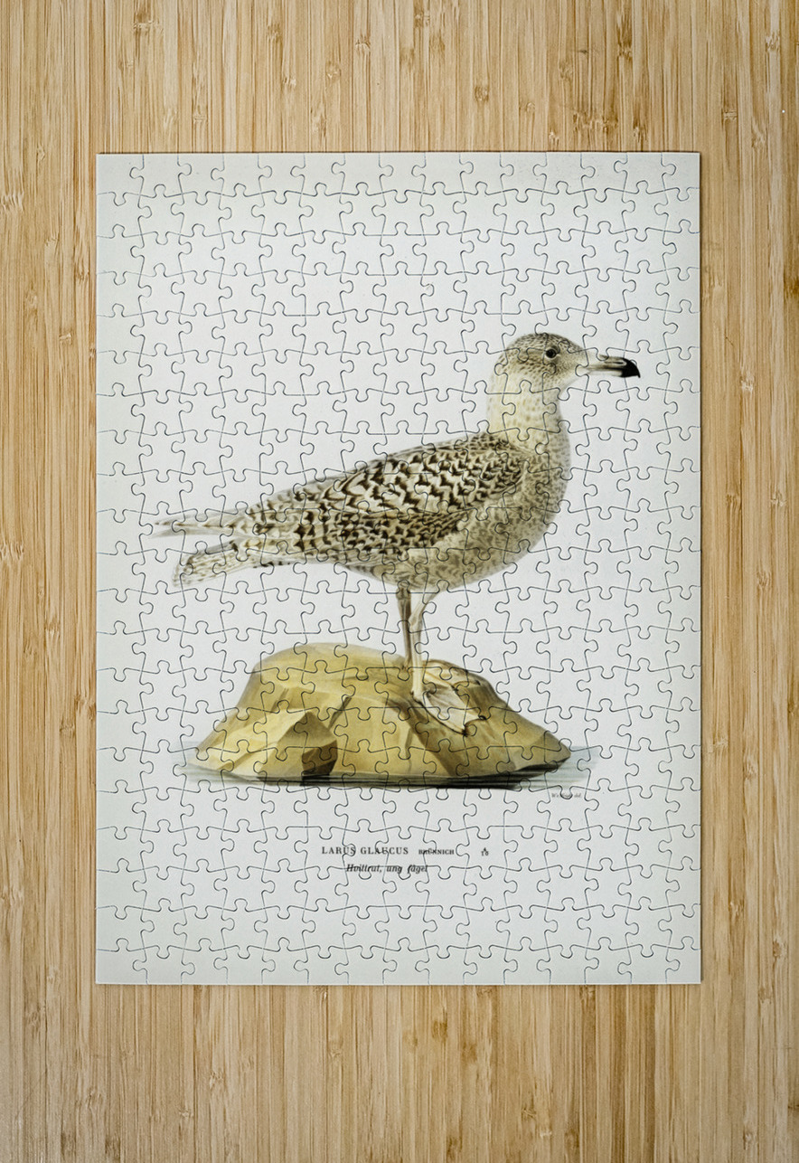 Glaucous gull Larus glaucus IStockHistory com Puzzle printing