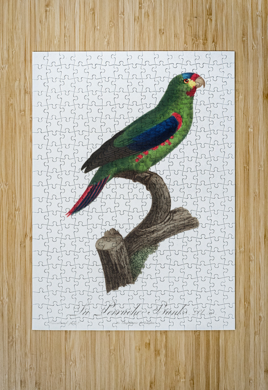 Swift parrot IStockHistory com Puzzle printing