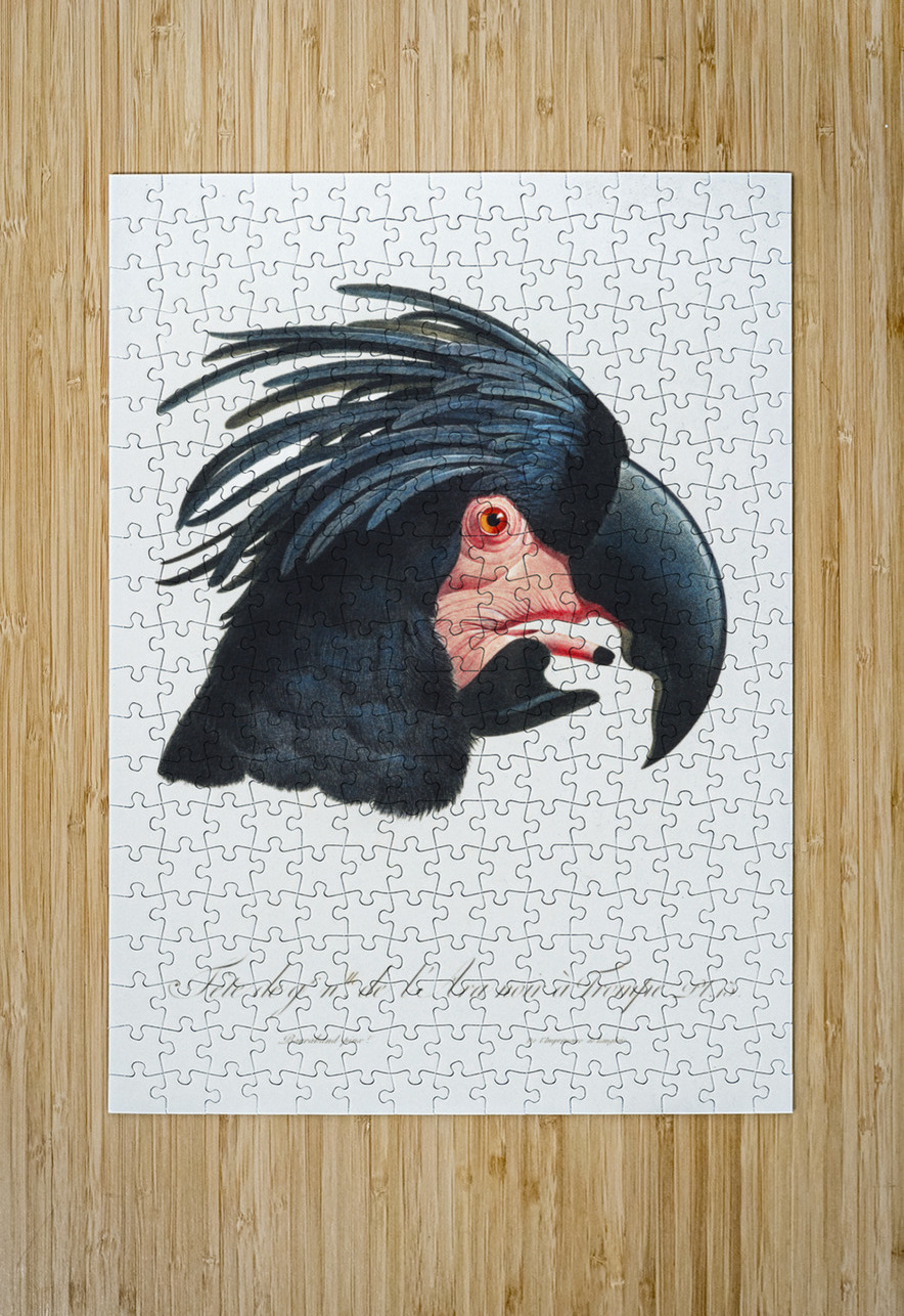 Goliath cockatoo  IStockHistory com Puzzle printing