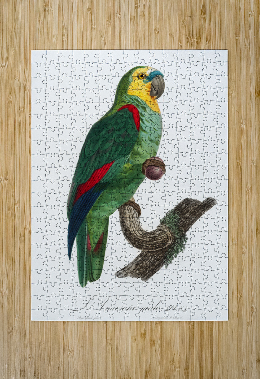 Turquoise-fronted parrot  IStockHistory com Puzzle printing