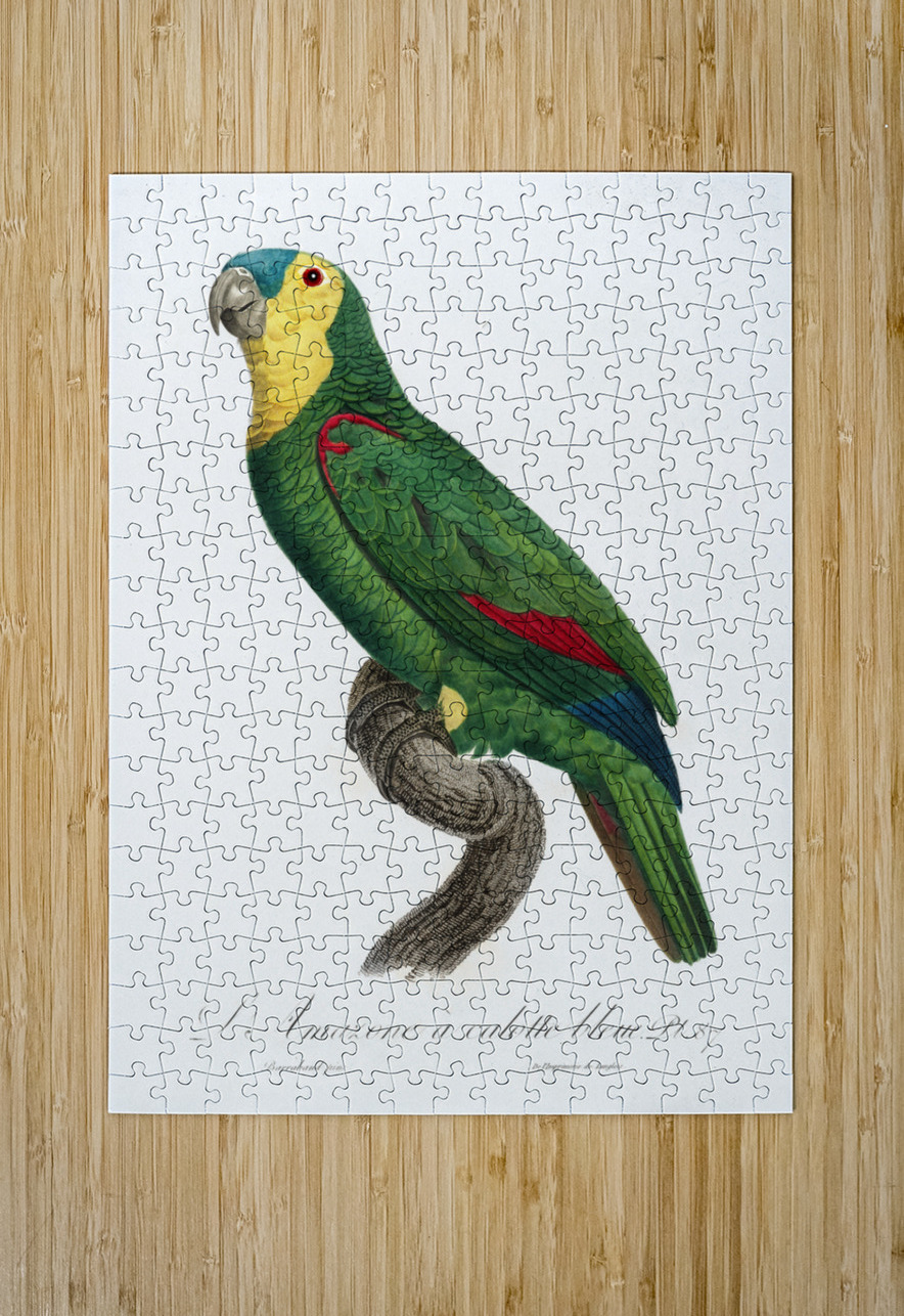 Blue-fronted amazon  IStockHistory com Puzzle printing