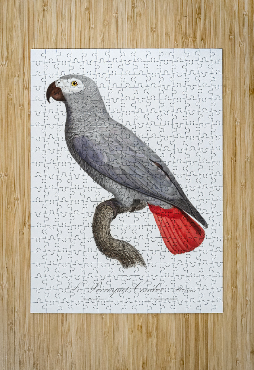 Congo grey parrot  IStockHistory com Puzzle printing