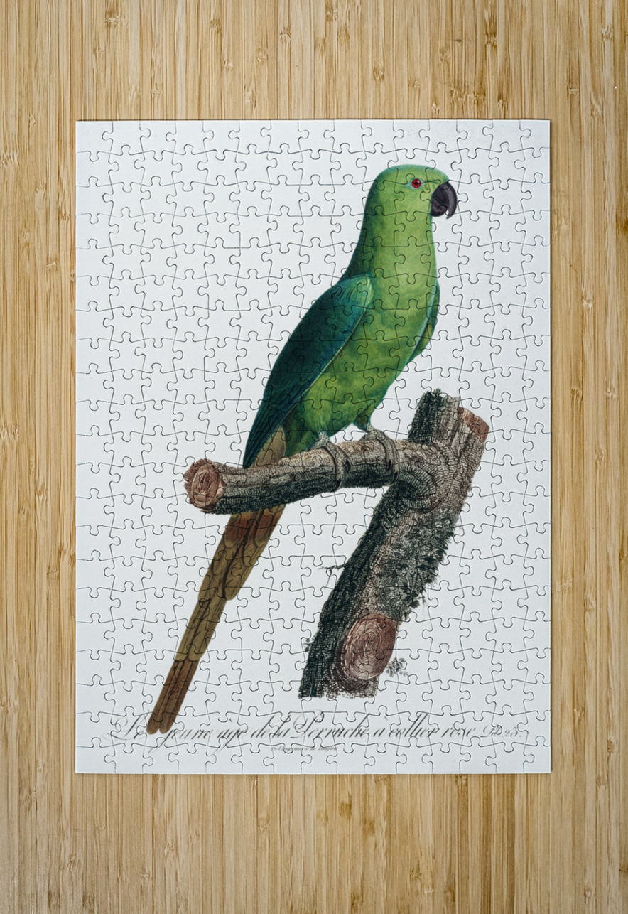 Ring-necked parakeet  IStockHistory com Puzzle printing