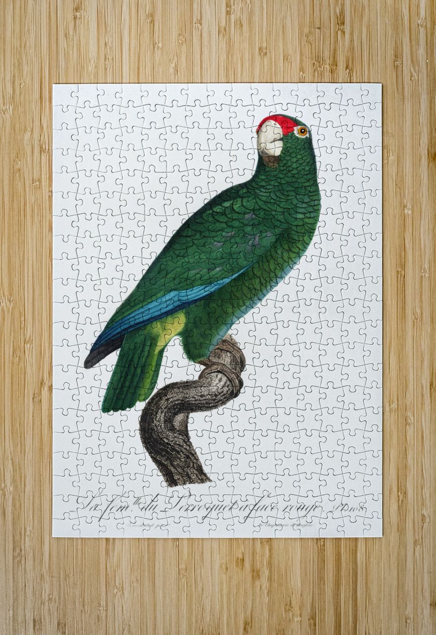Rose-throated parrot  IStockHistory com Puzzle printing