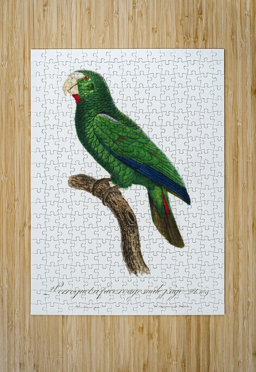 Cuban parrot  IStockHistory com Puzzle printing