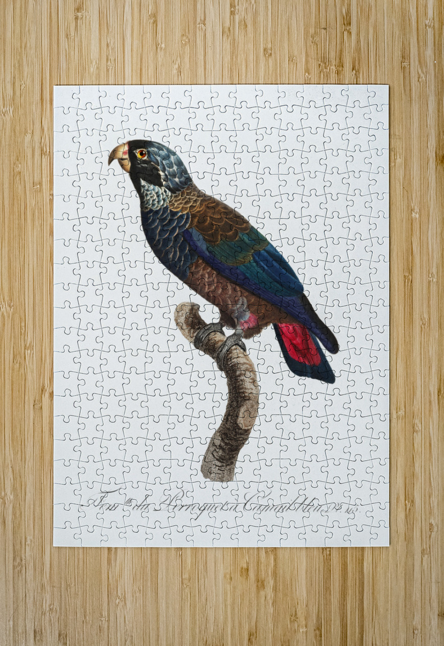 Bronze-winged parrot  IStockHistory com Puzzle printing