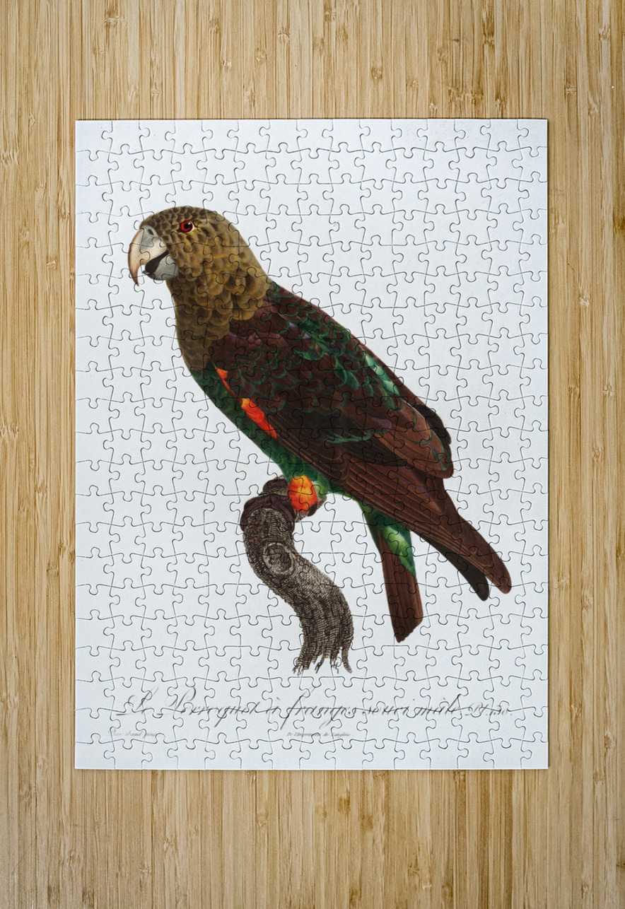 Uncape parrot  IStockHistory com Puzzle printing
