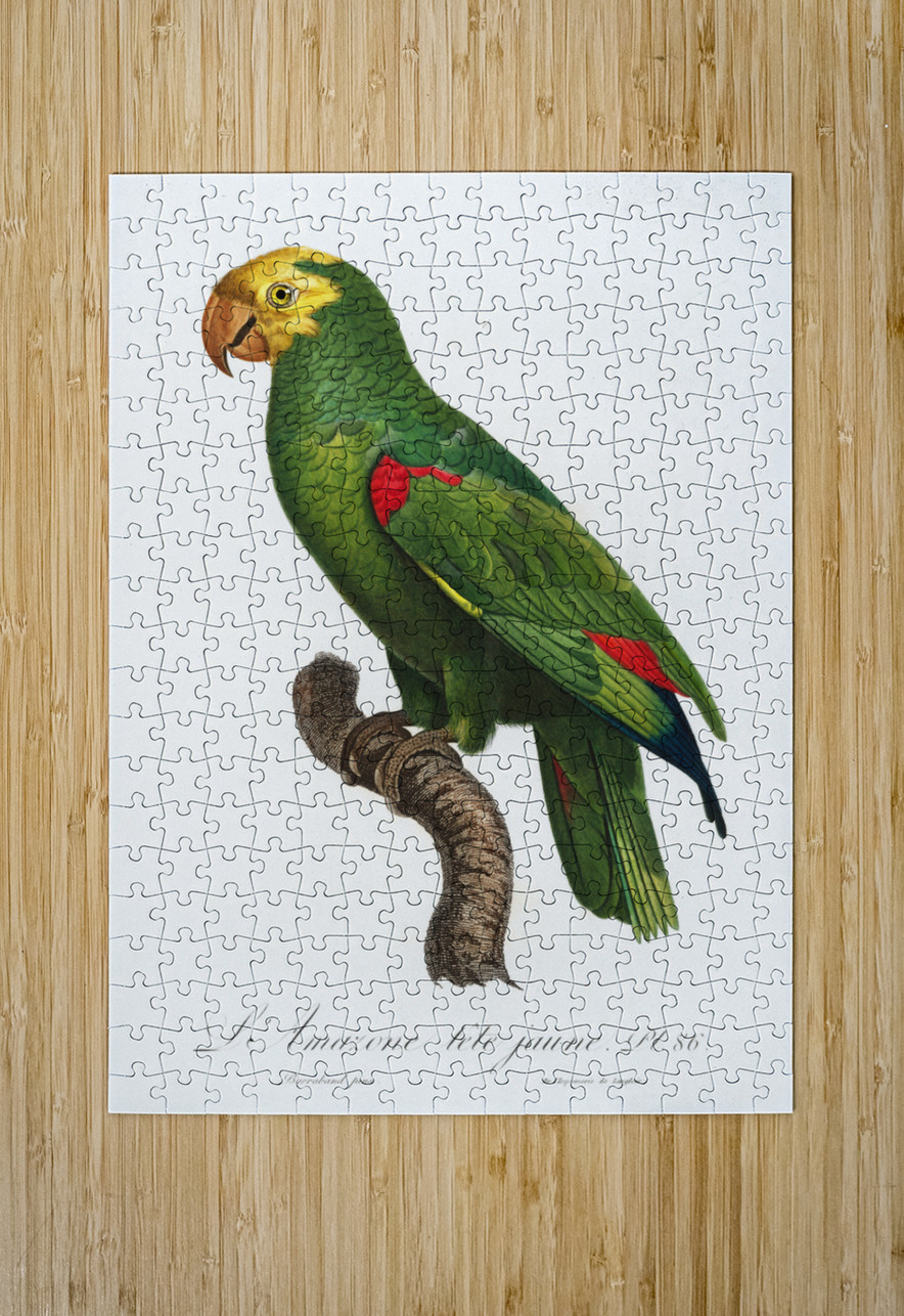 Yellow-crowned amazon  IStockHistory com Puzzle printing