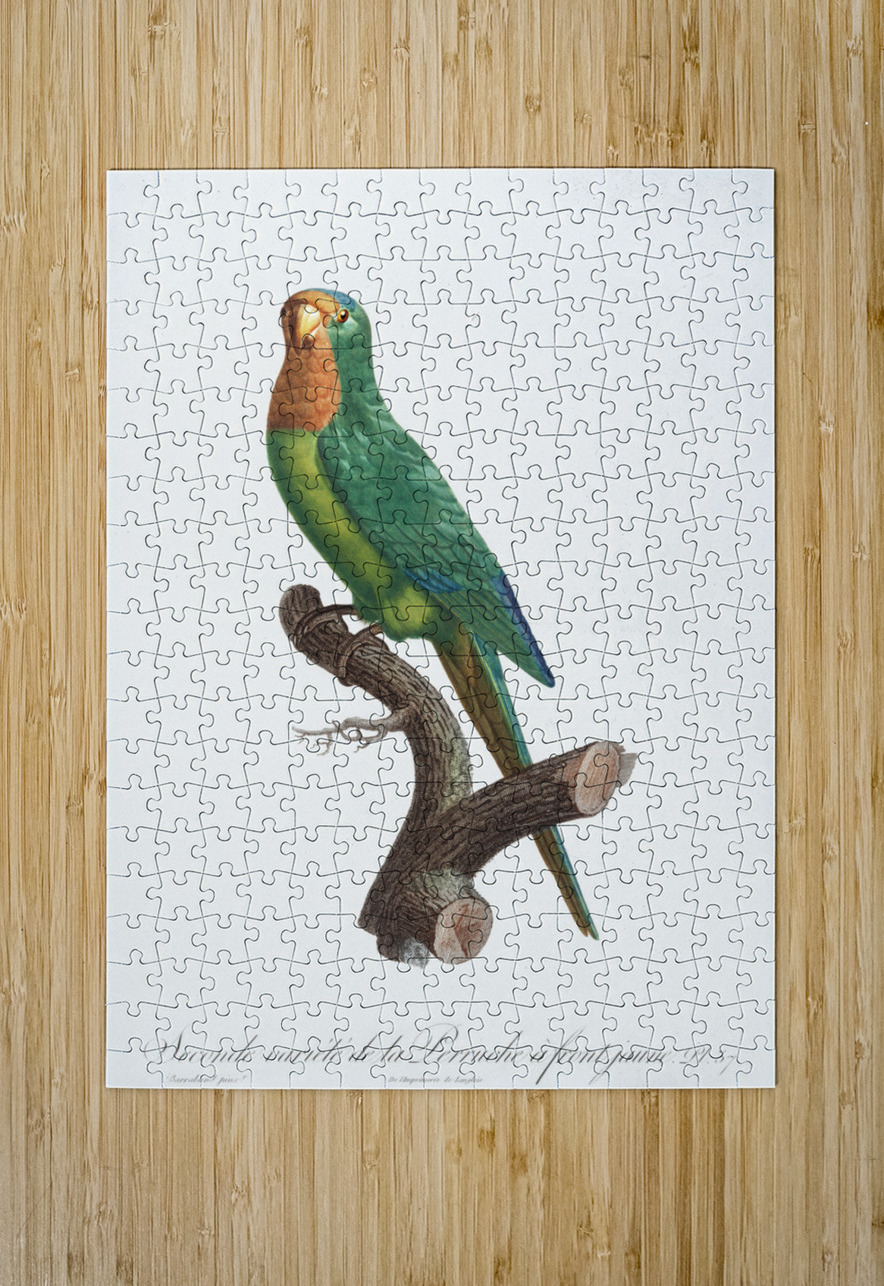 St Thomas conure  IStockHistory com Puzzle printing