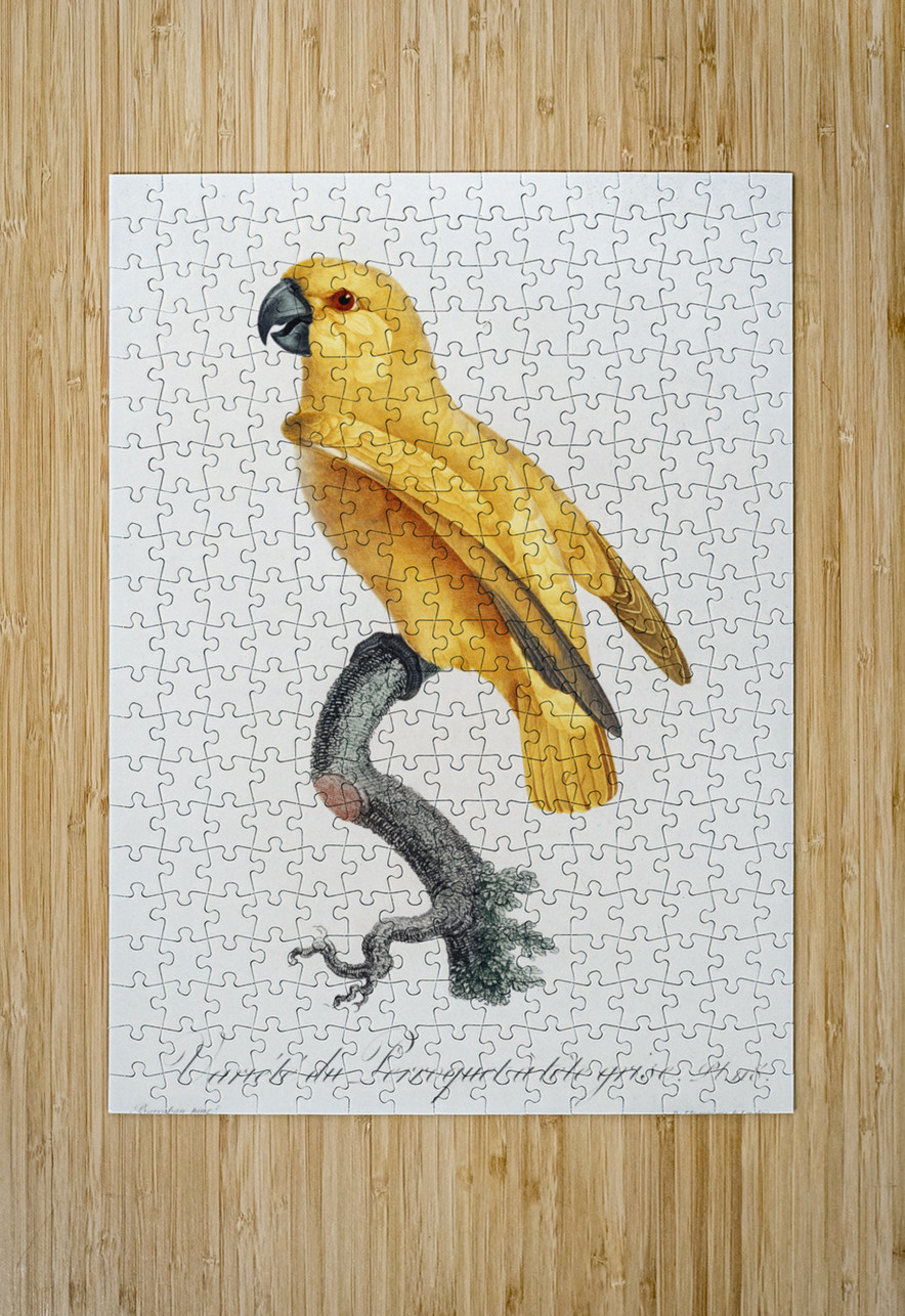 Rare yellow senegal parrot  IStockHistory com Puzzle printing