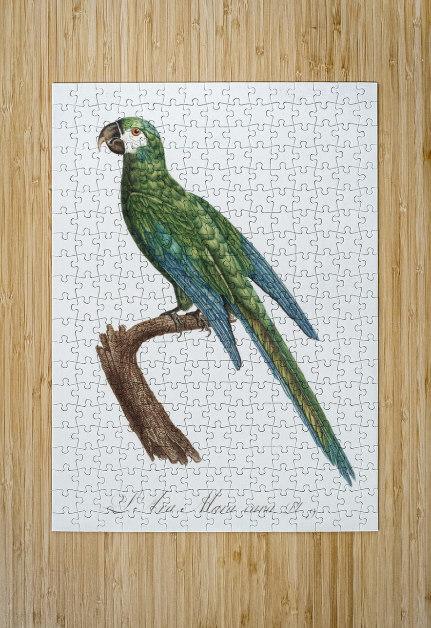 Illigers macaw  IStockHistory com Puzzle printing