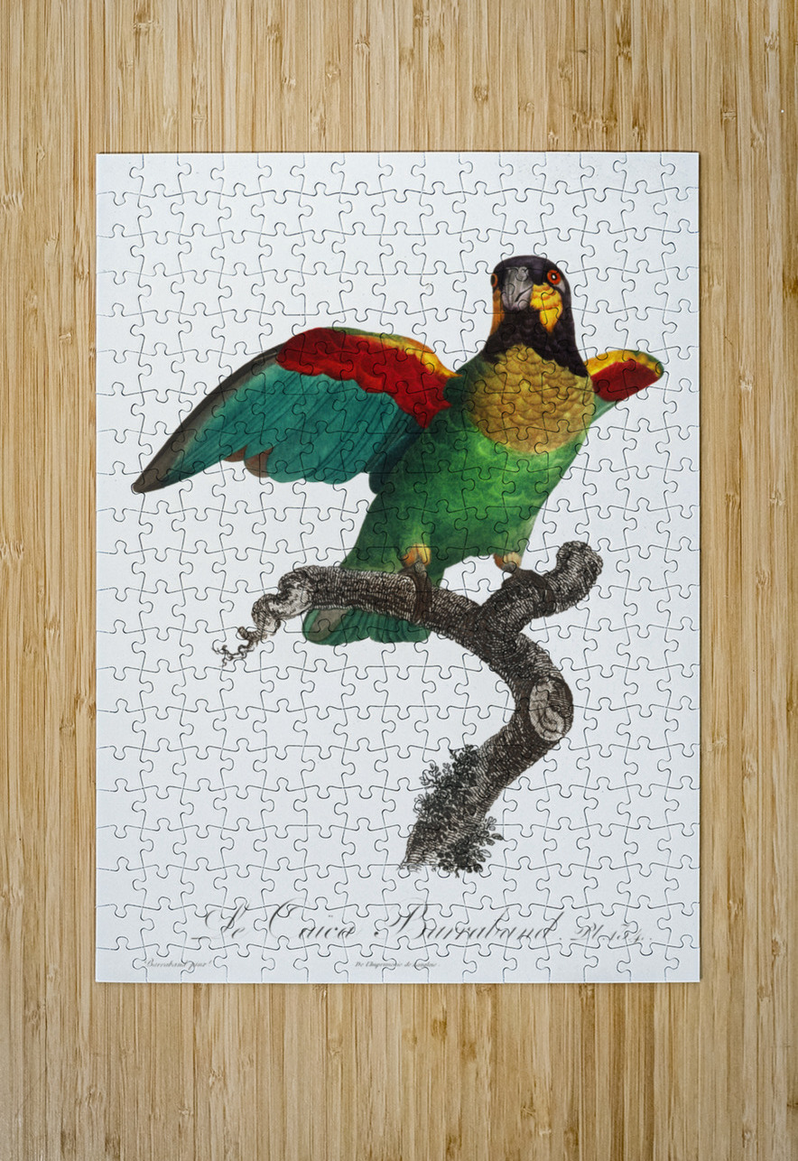 Orange-cheeked parrot  IStockHistory com Puzzle printing