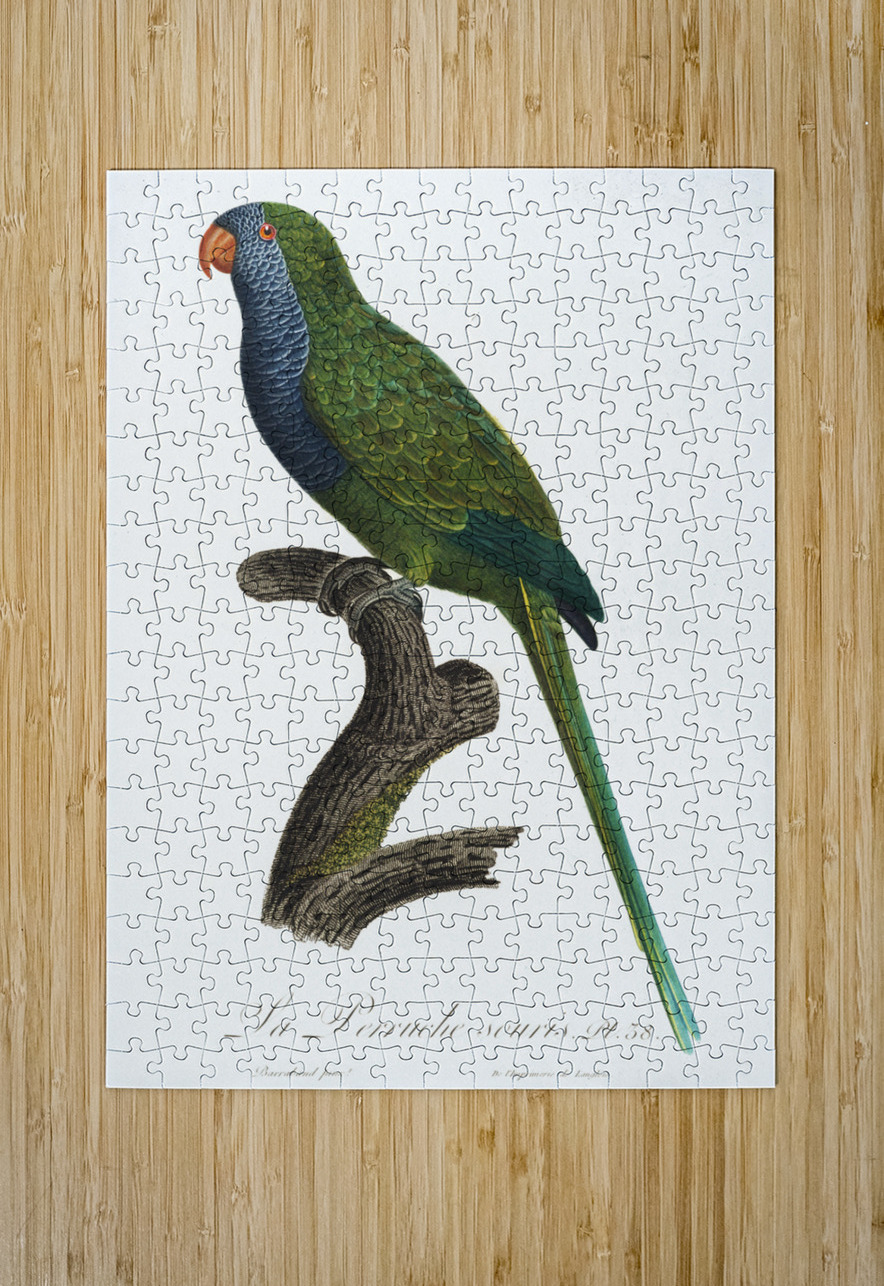 Quaker parrot  IStockHistory com Puzzle printing