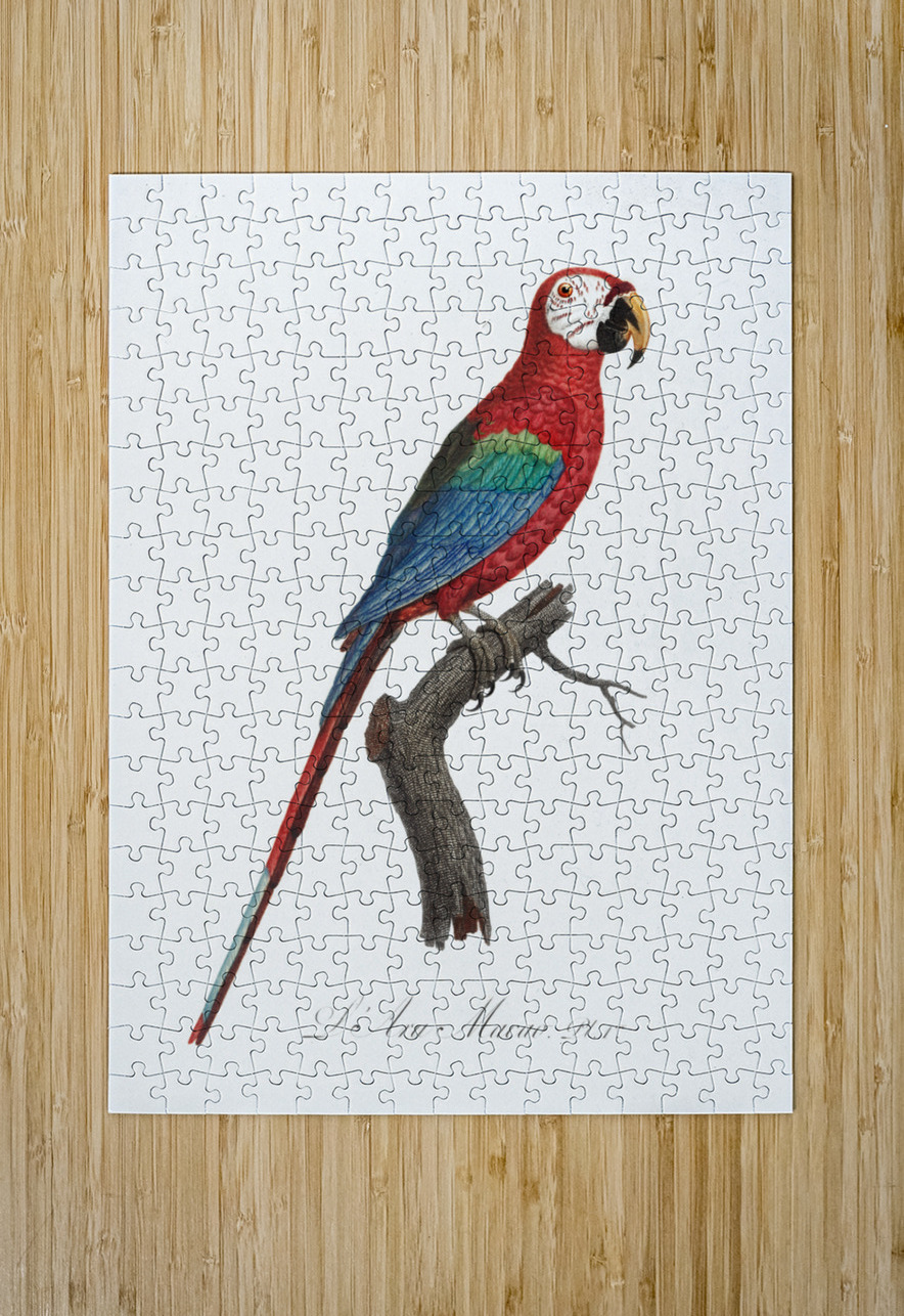 Scarlet macao  IStockHistory com Puzzle printing