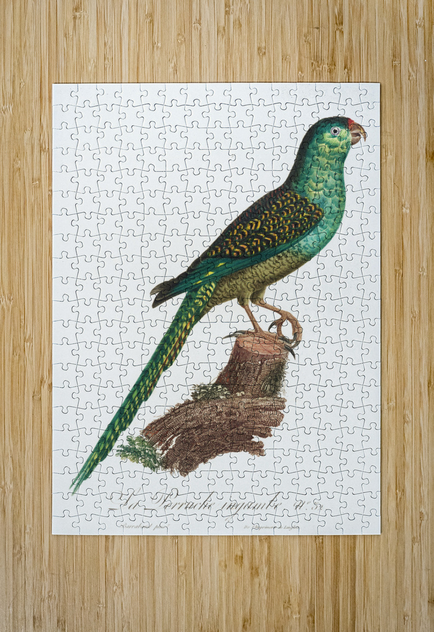 Ingambe parakeet  IStockHistory com Puzzle printing