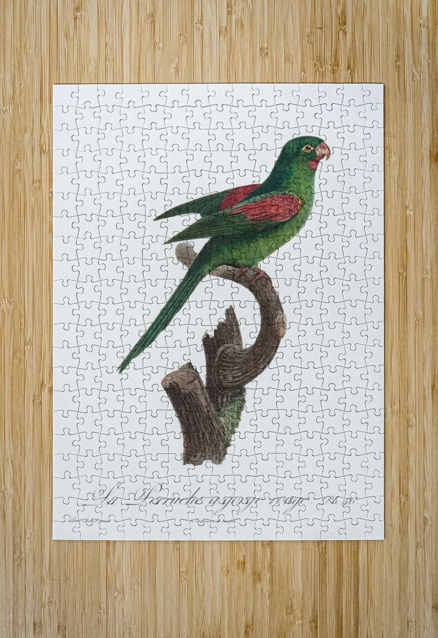 Red-throated conure  IStockHistory com Puzzle printing