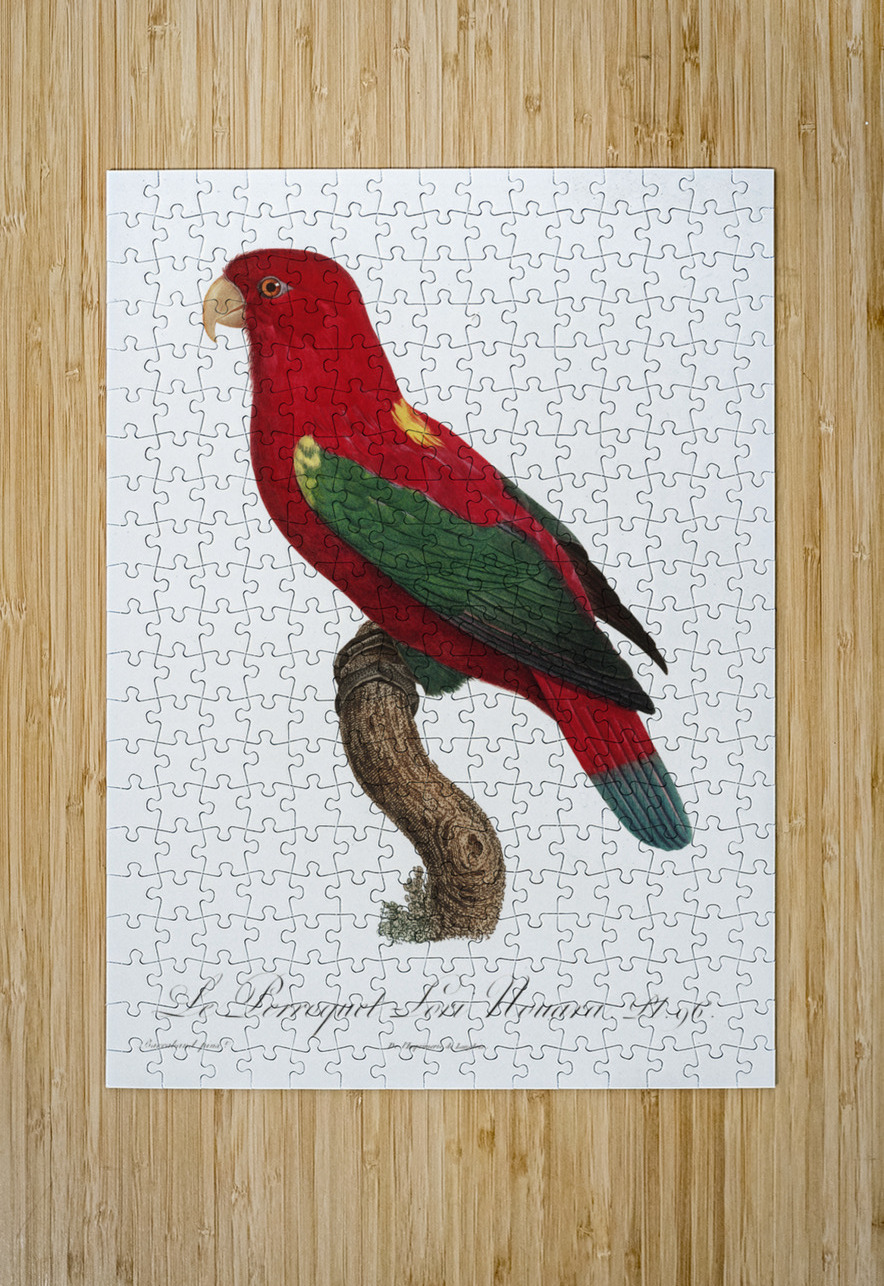 Chattering lory  IStockHistory com Puzzle printing