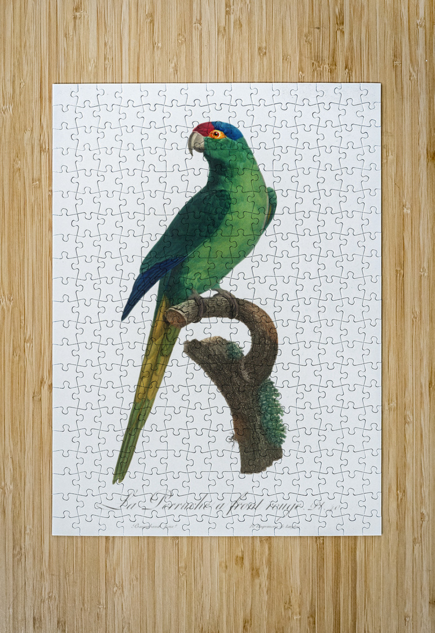 Red-fronted parakeet  IStockHistory com Puzzle printing
