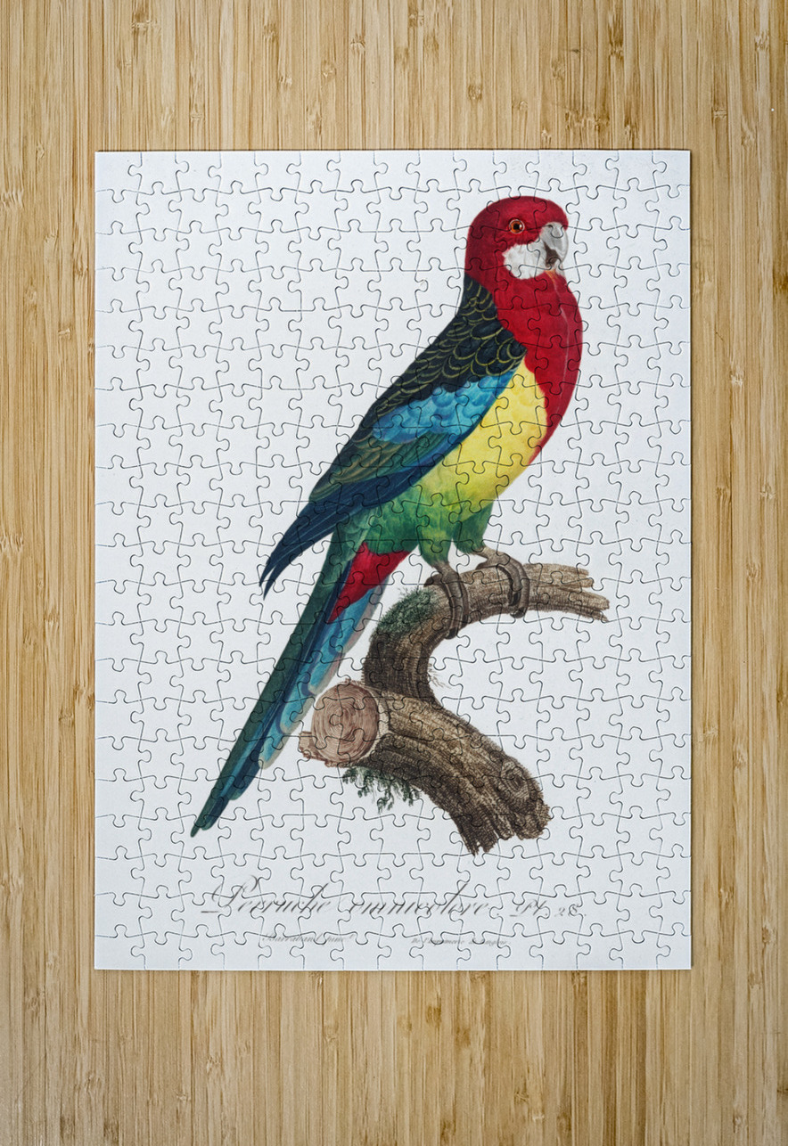 Eastern rosella  IStockHistory com Puzzle printing
