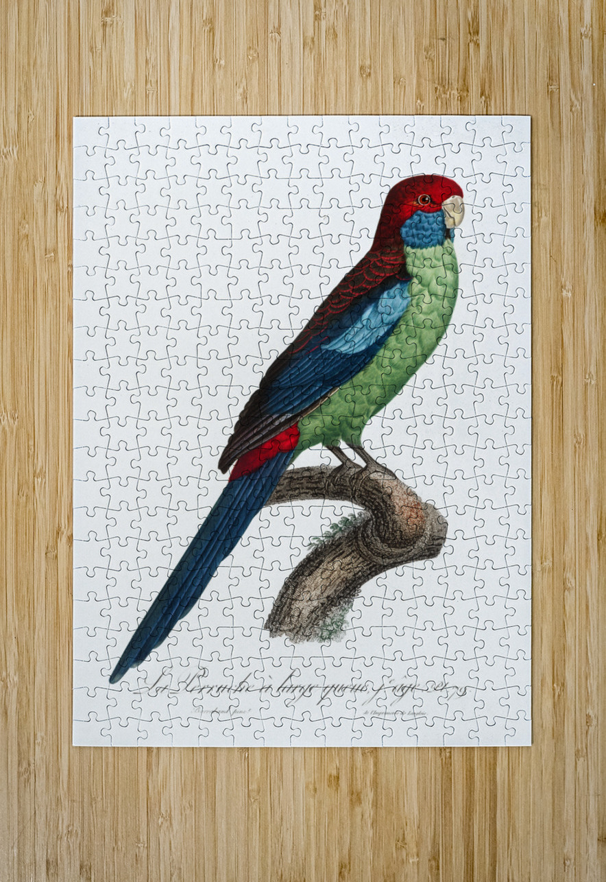 Broad-tailed parrot  IStockHistory com Puzzle printing