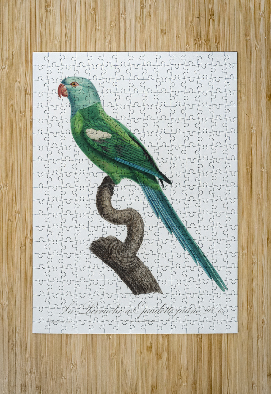 Yellow-shouldered parrot  IStockHistory com Puzzle printing