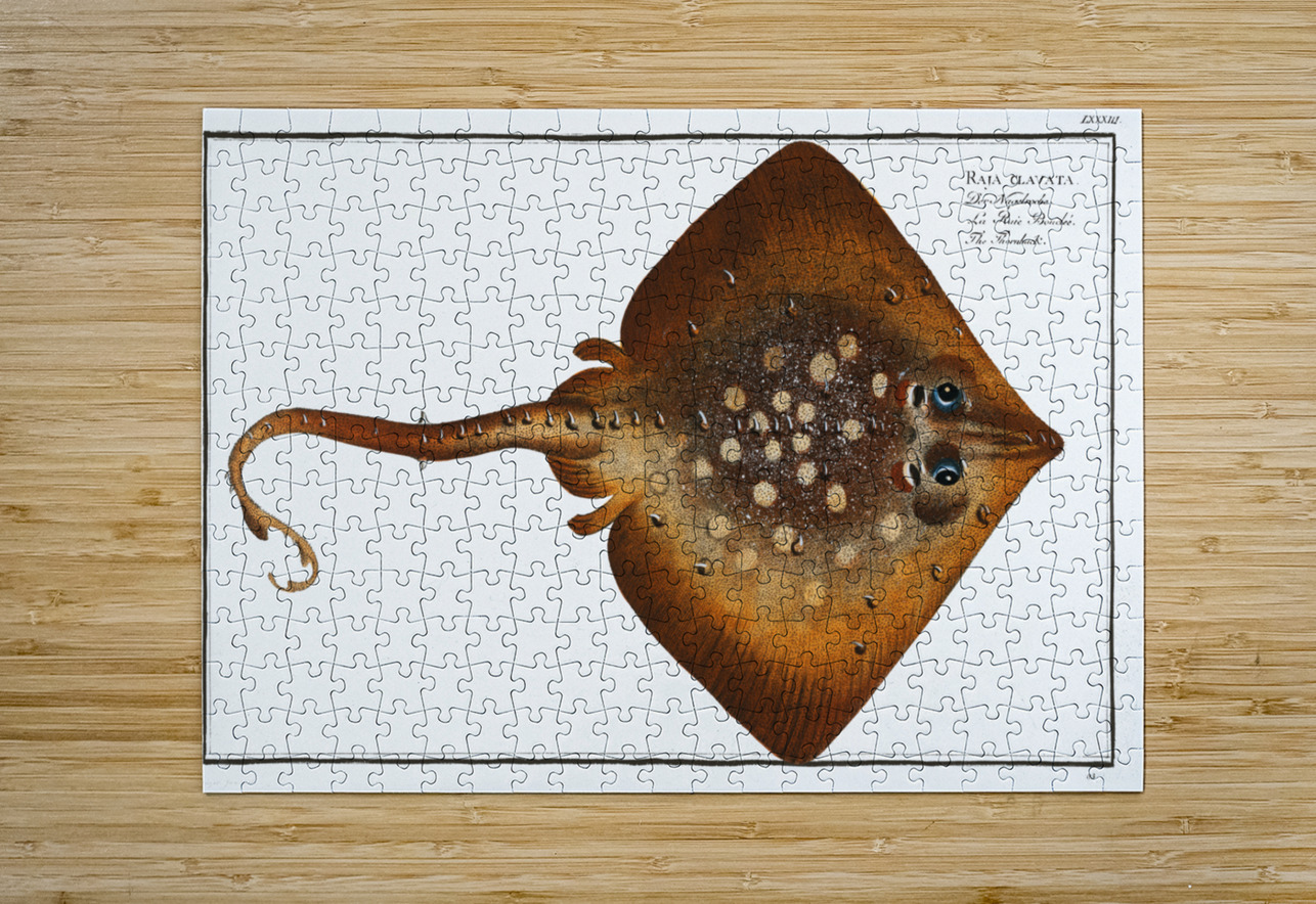 Thornback Raja clavata IStockHistory com Puzzle printing