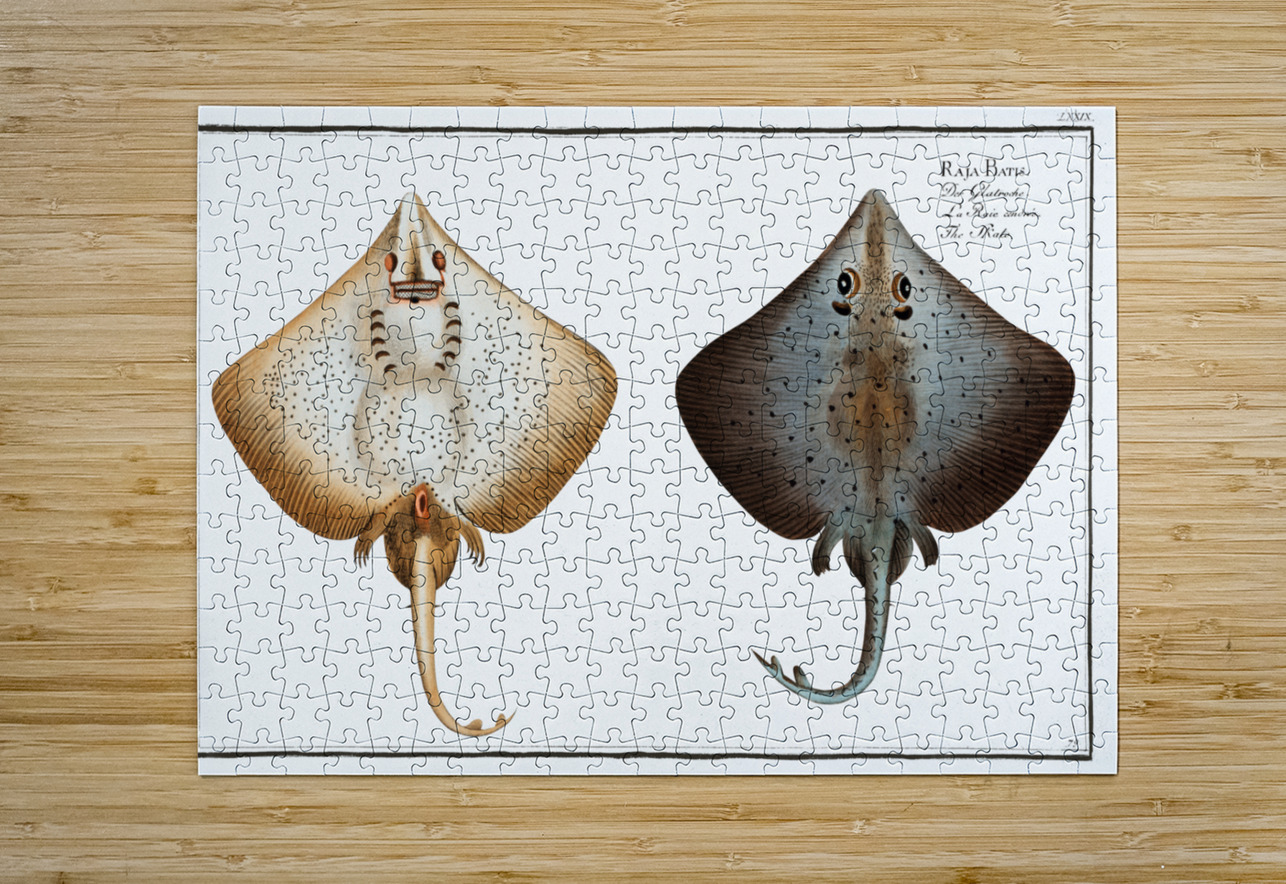 Skate Raja Batis IStockHistory com Puzzle printing