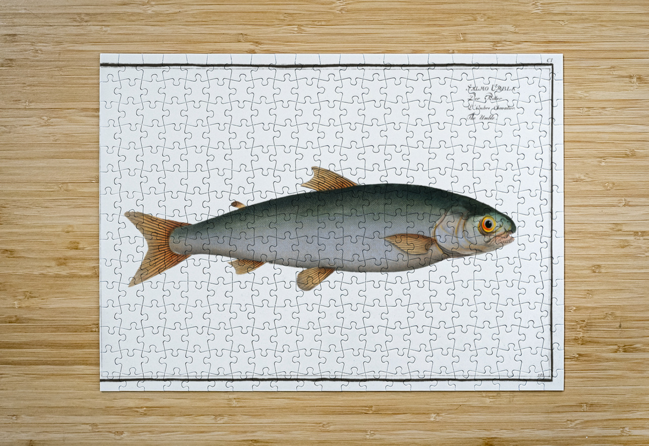 Umble Salmo Umbla IStockHistory com Puzzle printing