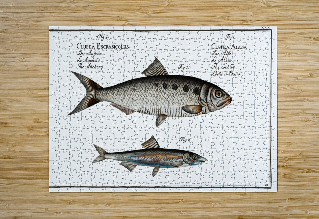 1. Schad Clupea Alosa 2. Anchovy Clupea Encrasicolus IStockHistory com Puzzle printing