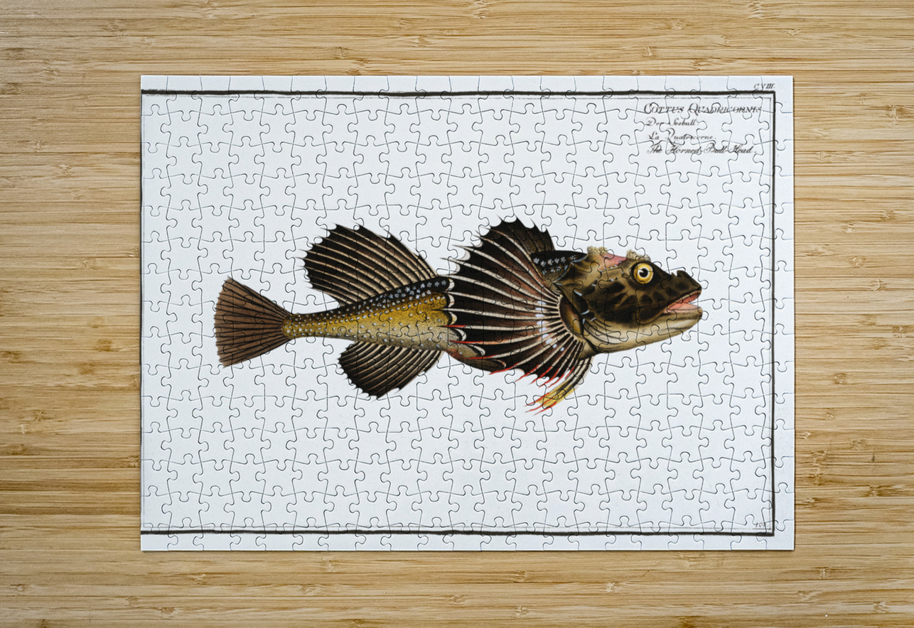 Horned Bull-Head Cottus Quadricornis IStockHistory com Puzzle printing