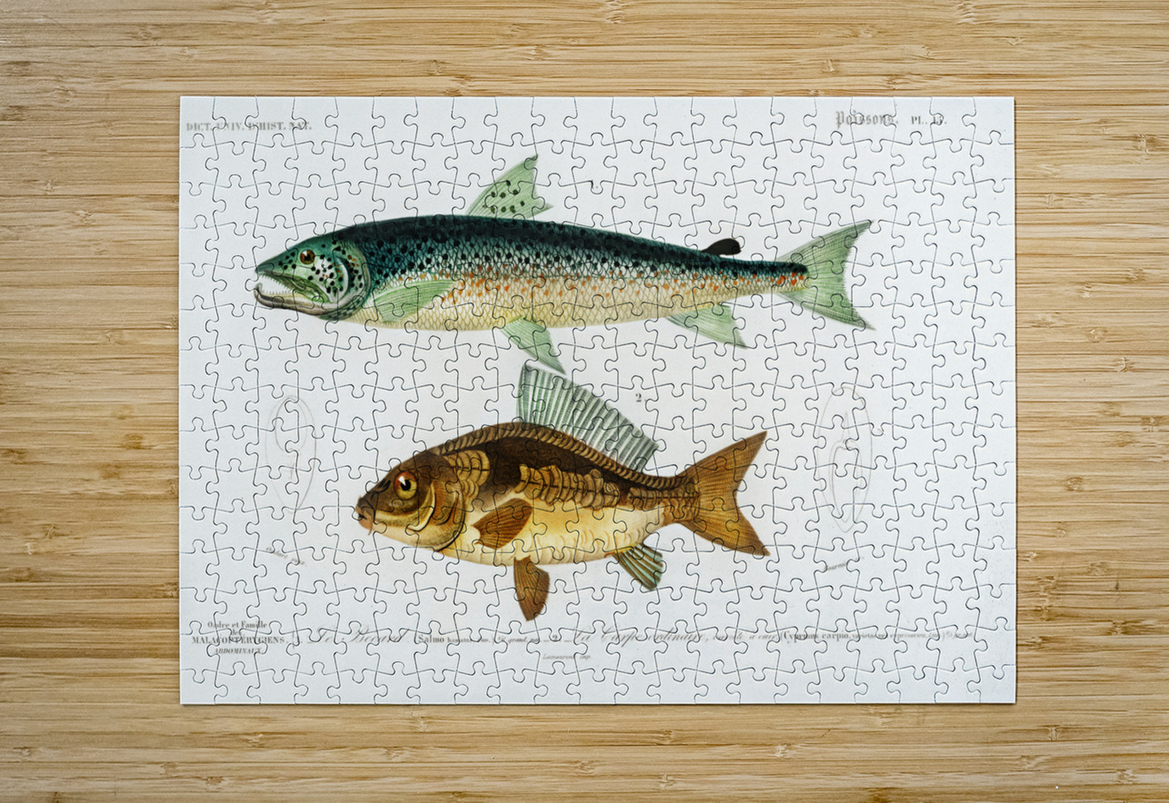 Salmo Hamatus and Cyprinus Carpio IStockHistory com Puzzle printing