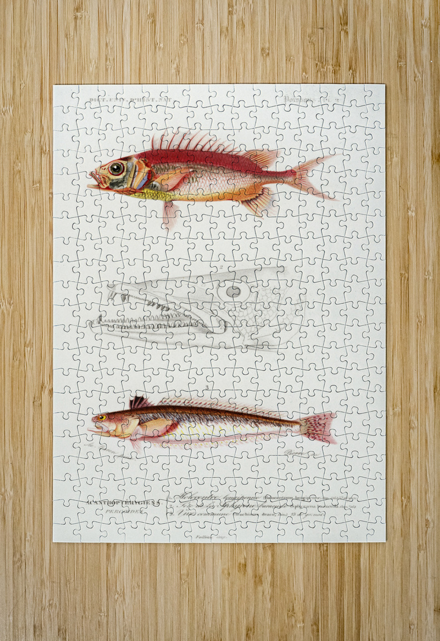 Different types of fishes IStockHistory com Puzzle printing