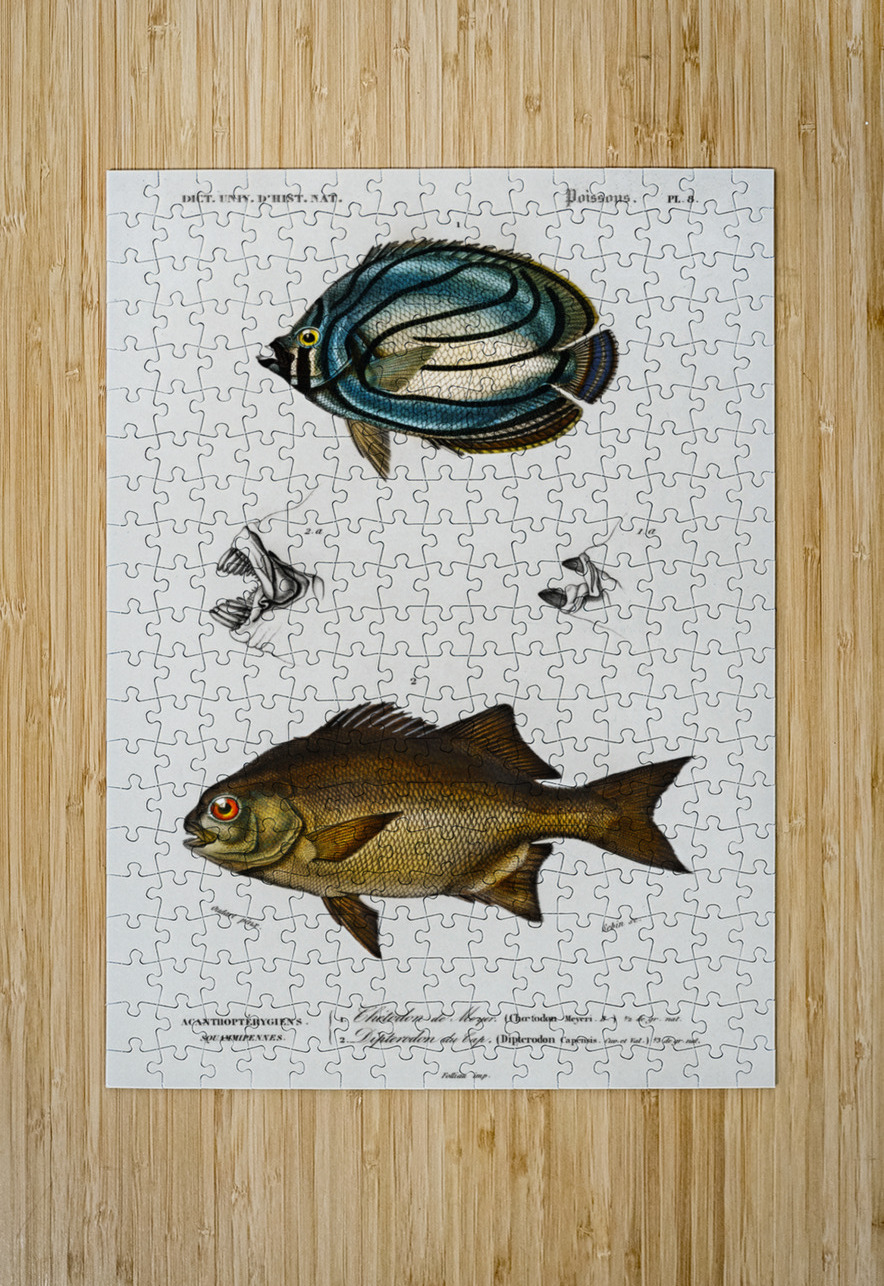 Different types of fishes IStockHistory com Puzzle printing