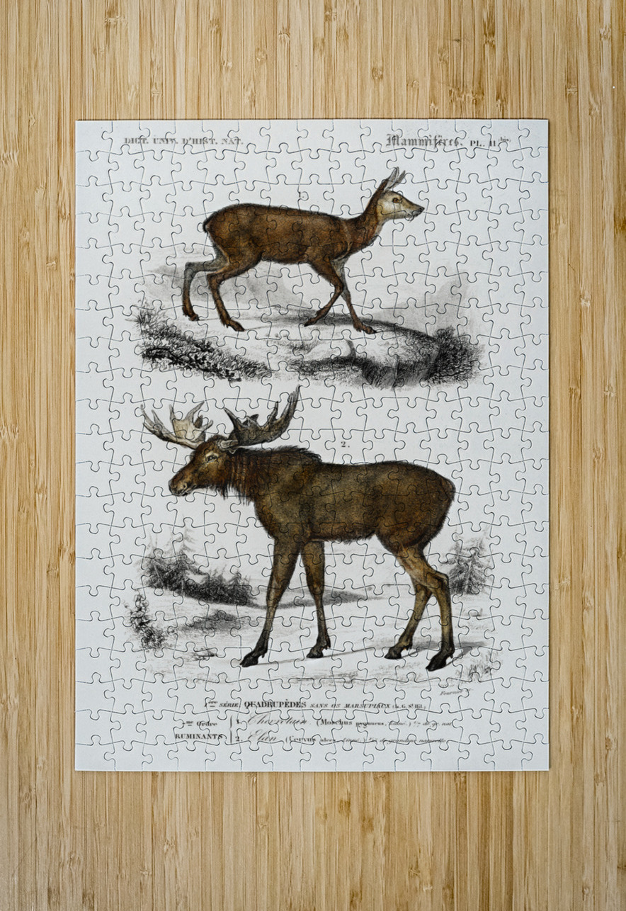 Different types of insects IStockHistory com Puzzle printing